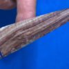 Monster Polychrome Jasper Cahokia