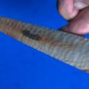 Buffalo River Chert Cornernotch Spearpoint