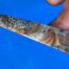 Snake River Agate Narrow-Notch Screamer